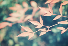 沥血铸就荣耀：突尼斯女足的铿锵玫瑰，向世界绽放！